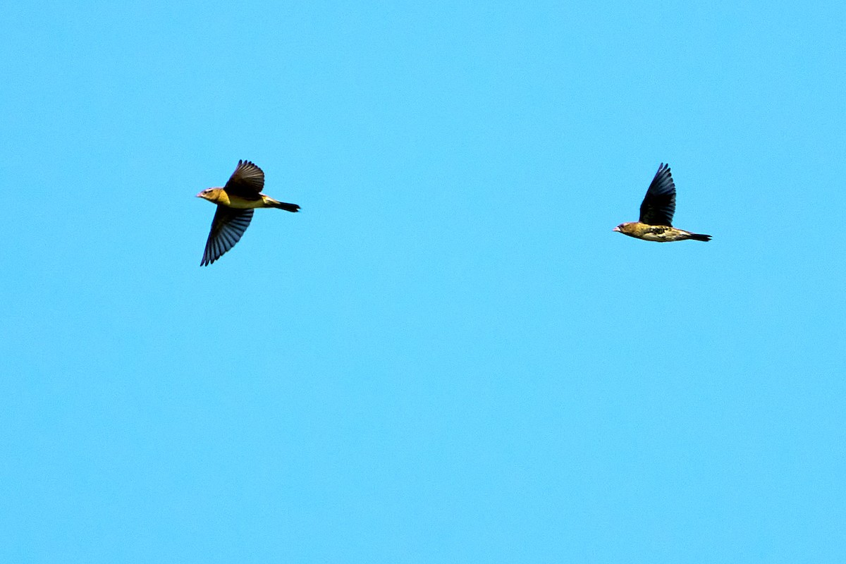 Bobolink - ML641521097