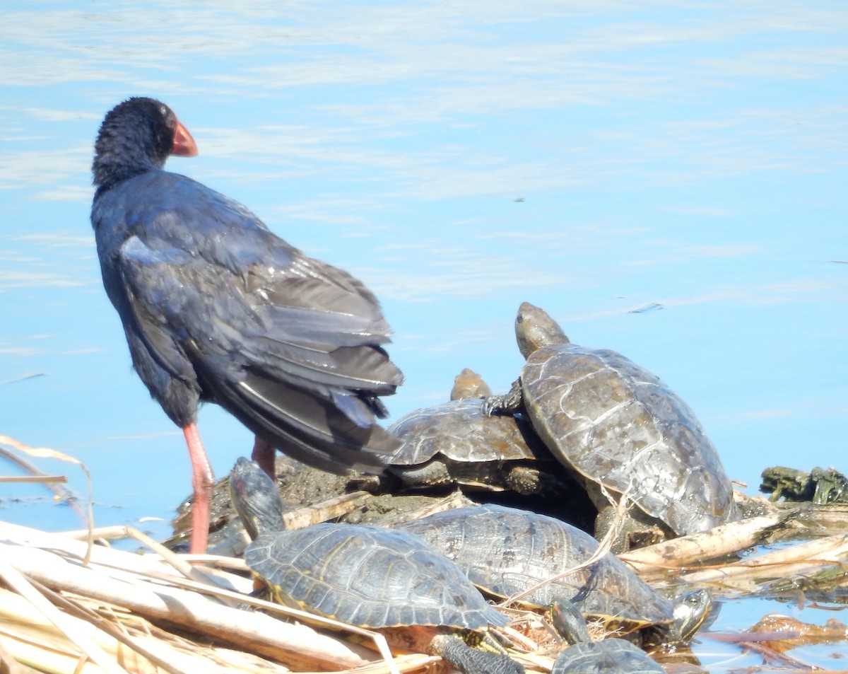 Western Swamphen - John Licharson