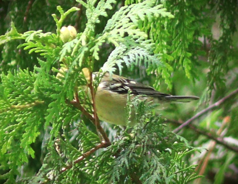 Bay-breasted Warbler - ML641521114