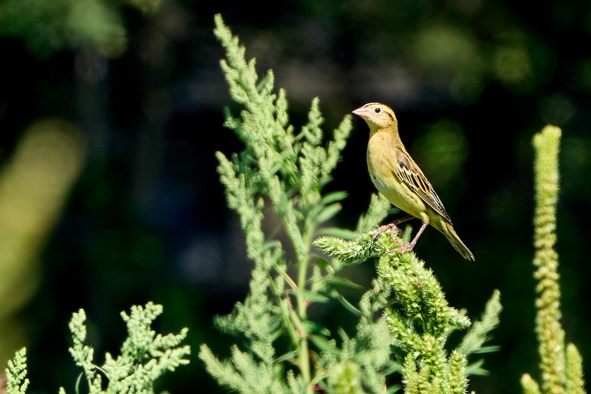 Bobolink - ML641521116