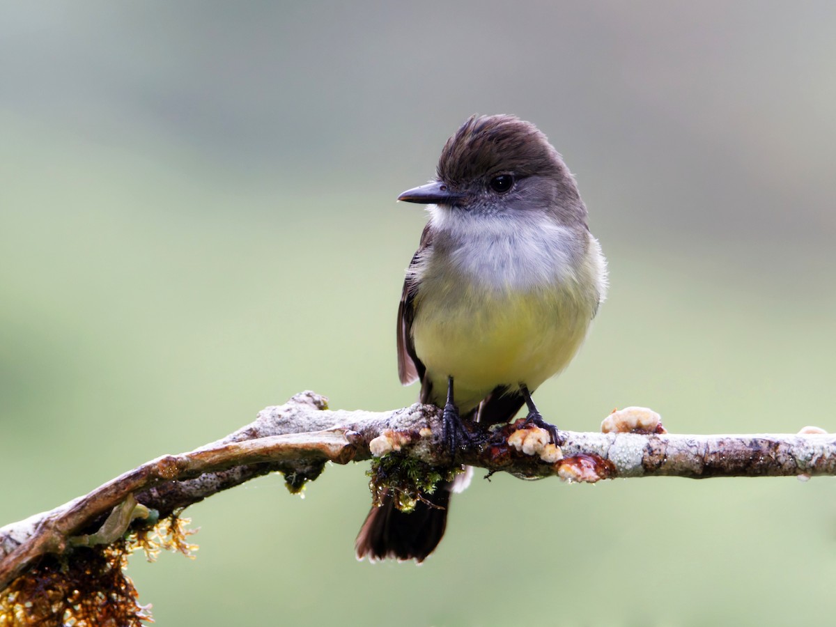 Pale-edged Flycatcher - ML641521132