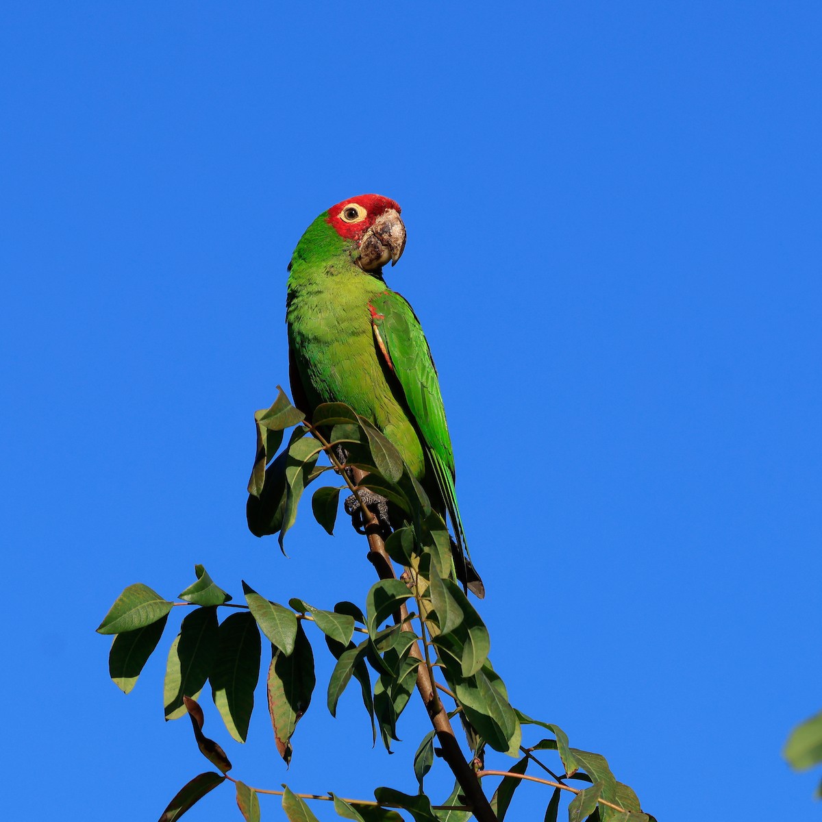 Conure à tête rouge - ML641521162