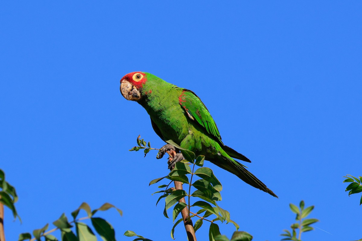 Conure à tête rouge - ML641521167
