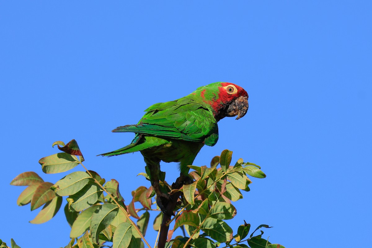 Conure à tête rouge - ML641521168