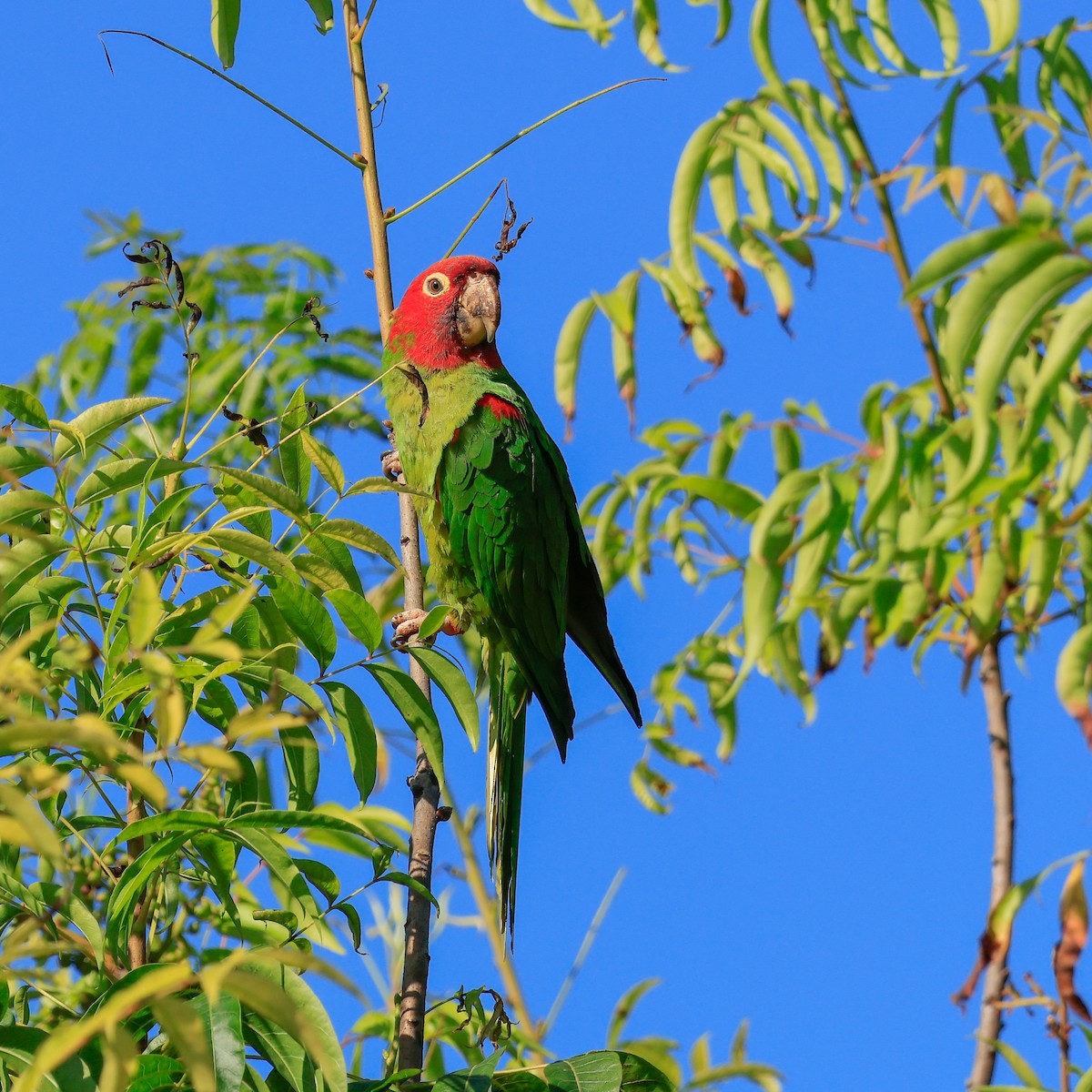 Conure à tête rouge - ML641521191