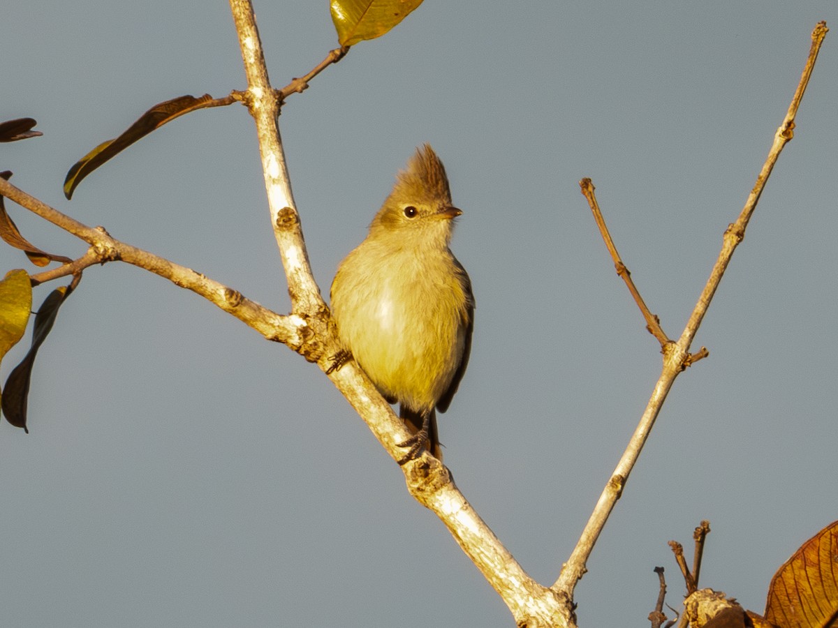 Plain-crested Elaenia - ML641521255