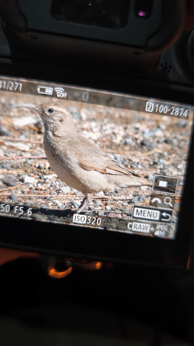 Scale-throated Earthcreeper - ML641521259