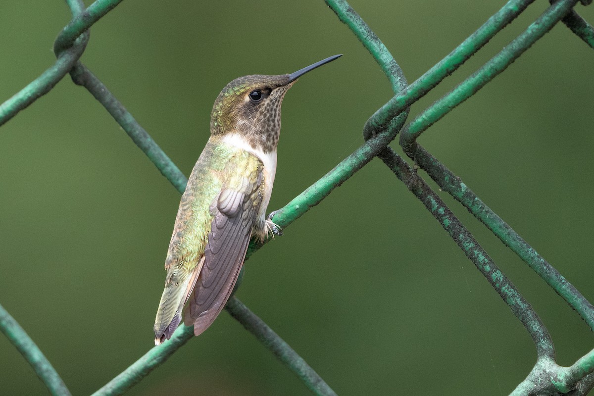 Volcano Hummingbird - ML641521289