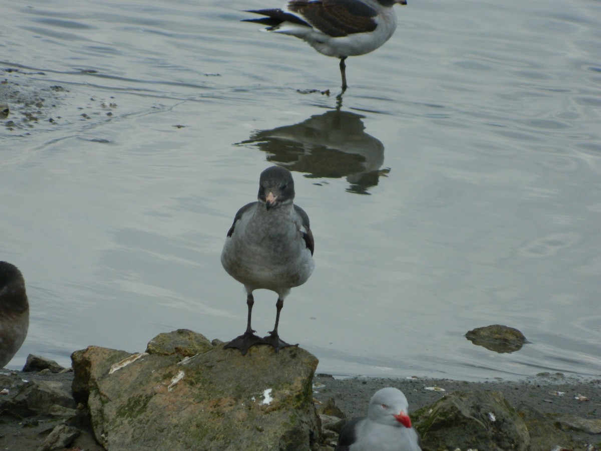 Dolphin Gull - ML641521346