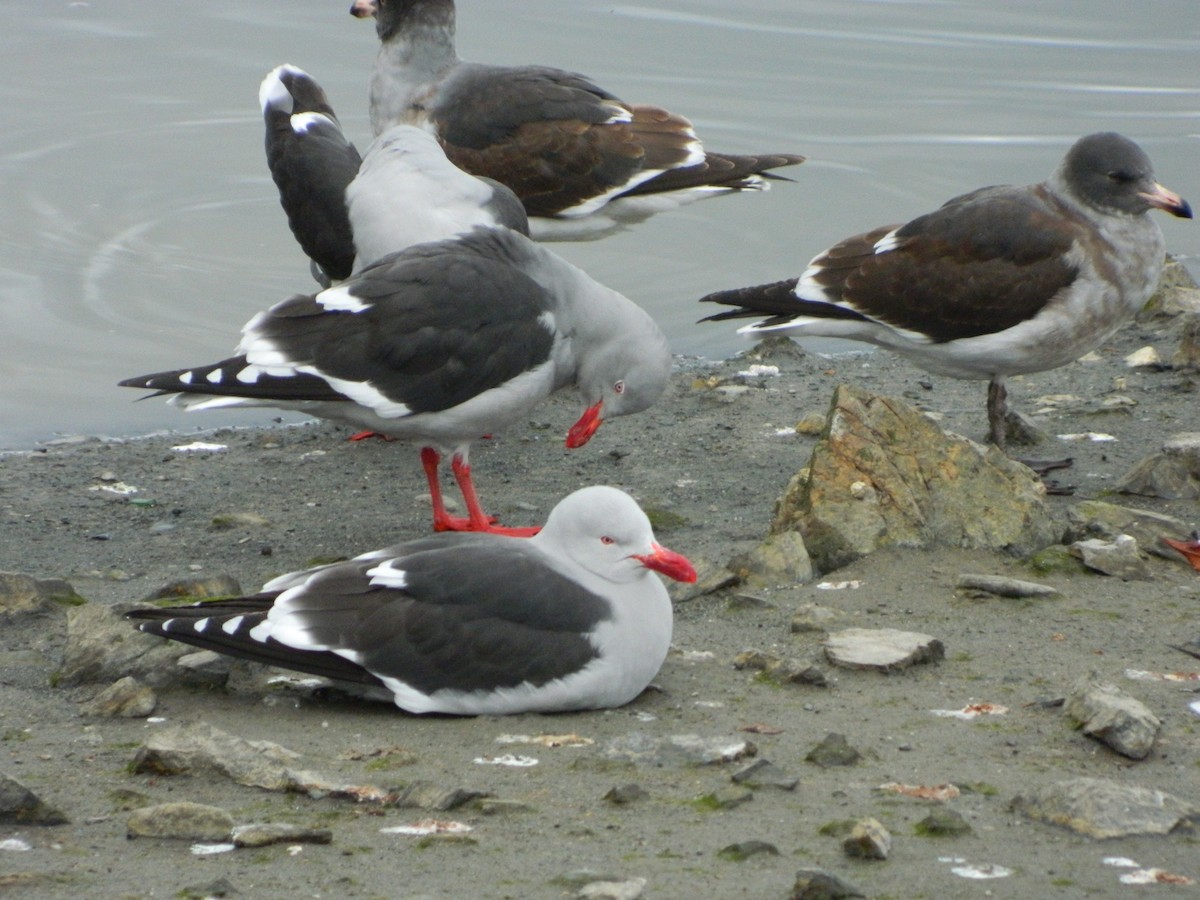 Dolphin Gull - ML641521352