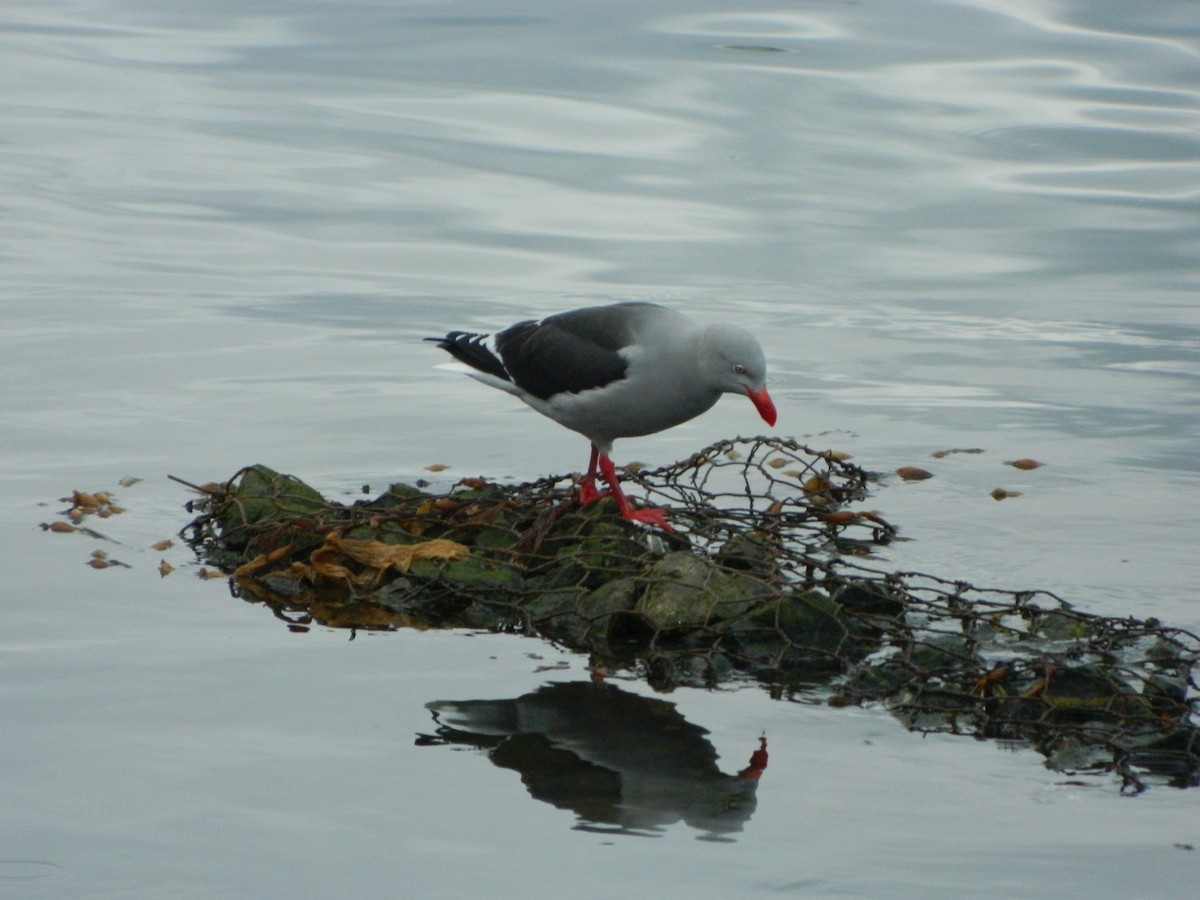 Dolphin Gull - ML641521369
