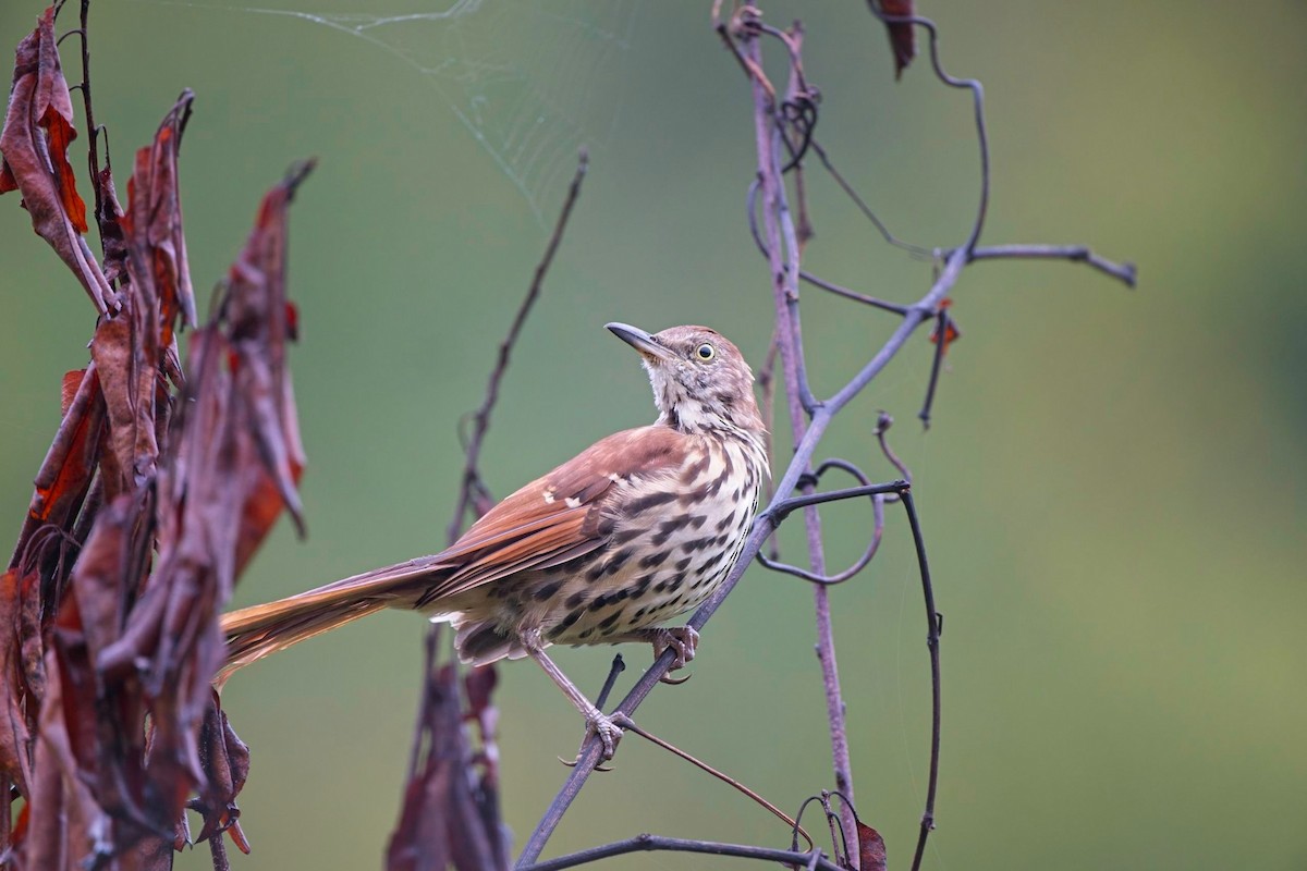 Brown Thrasher - ML641521394