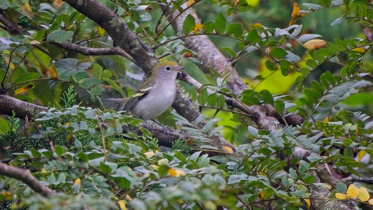 Chestnut-sided Warbler - ML641521425