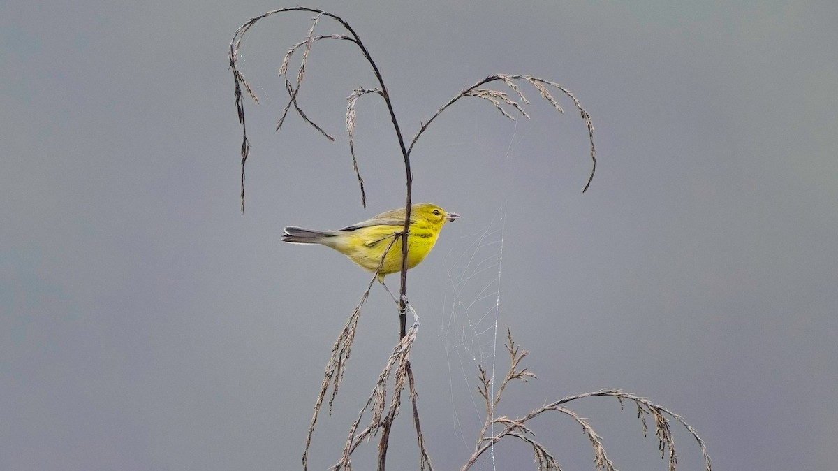 Prairie Warbler - ML641521443