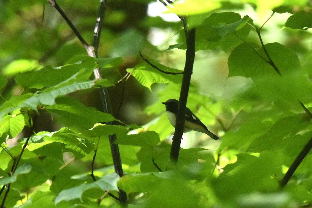 Black-throated Blue Warbler - ML641521454