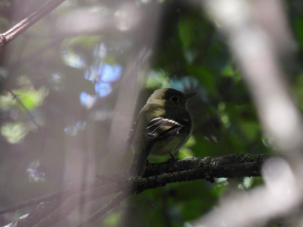 Yellow-bellied Flycatcher - ML641521469