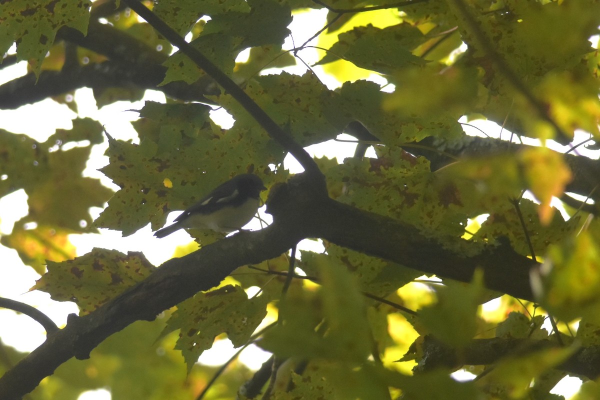 Black-throated Blue Warbler - ML641521487