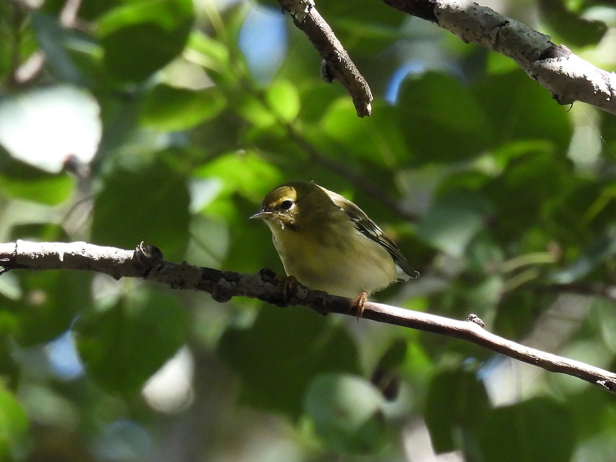 Blackpoll Warbler - ML641521500