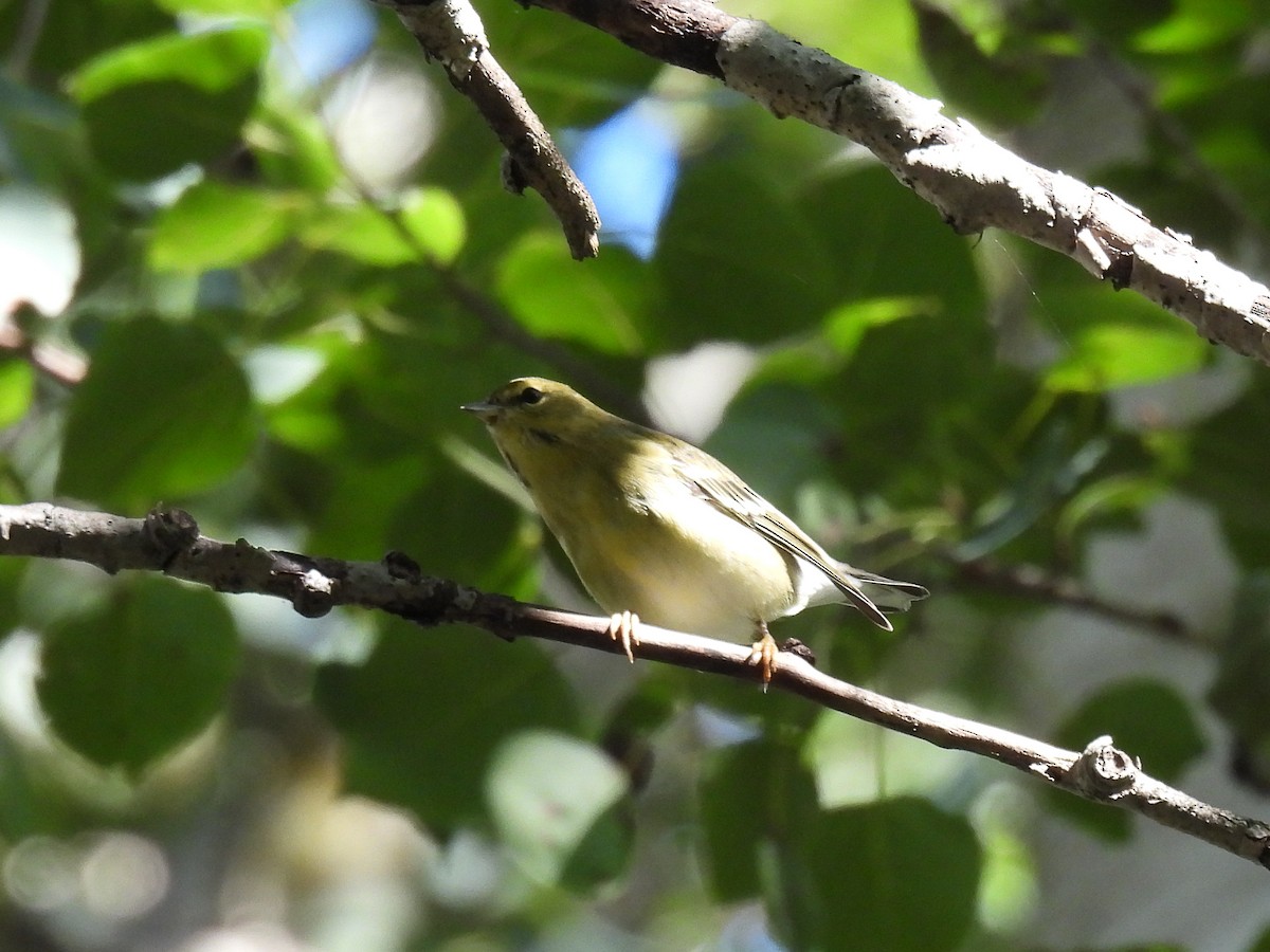 Blackpoll Warbler - ML641521501