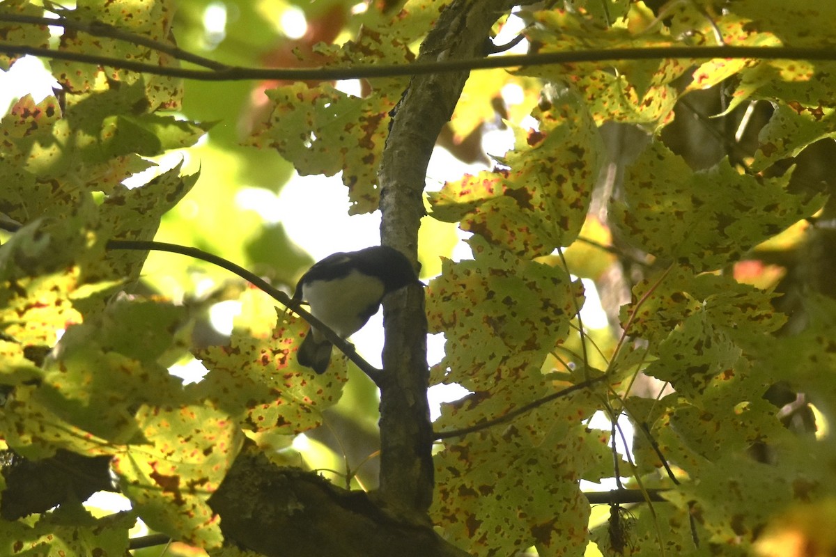 Black-throated Blue Warbler - ML641521503