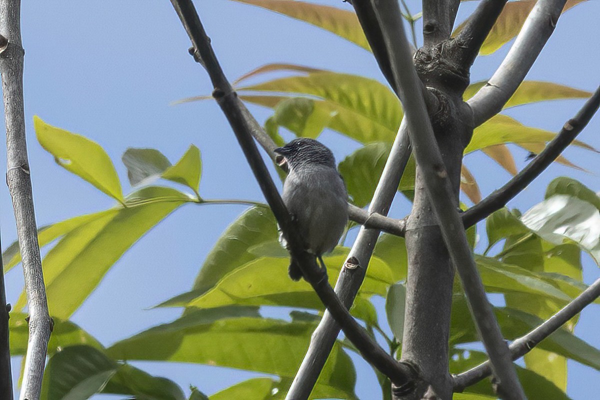 Plain-colored Tanager - ML641521506