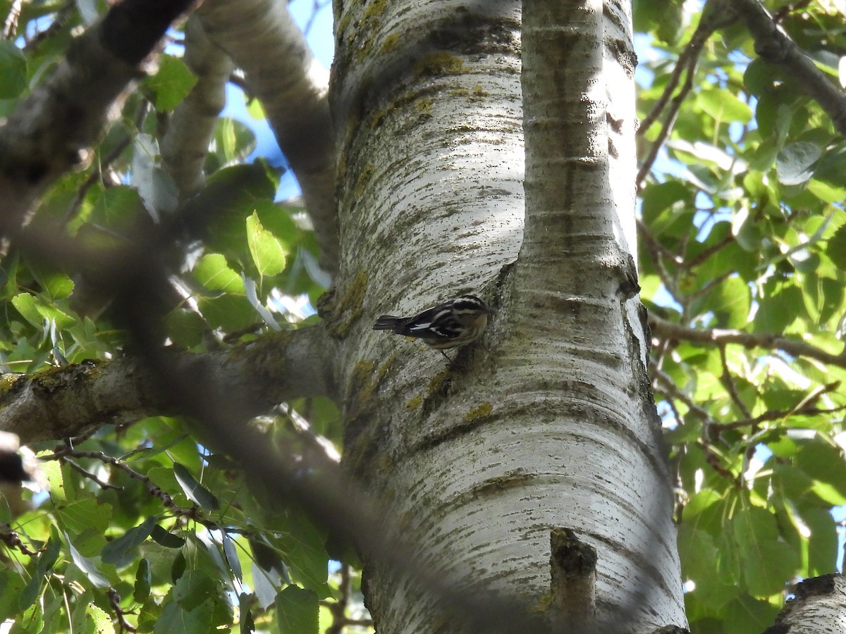Black-and-white Warbler - ML641521510