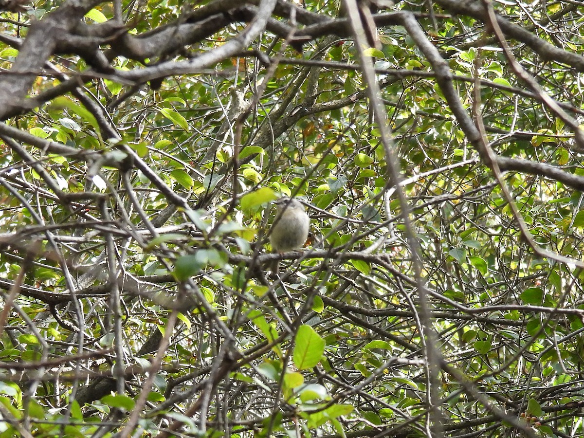 Golden-crowned Kinglet - ML641521514