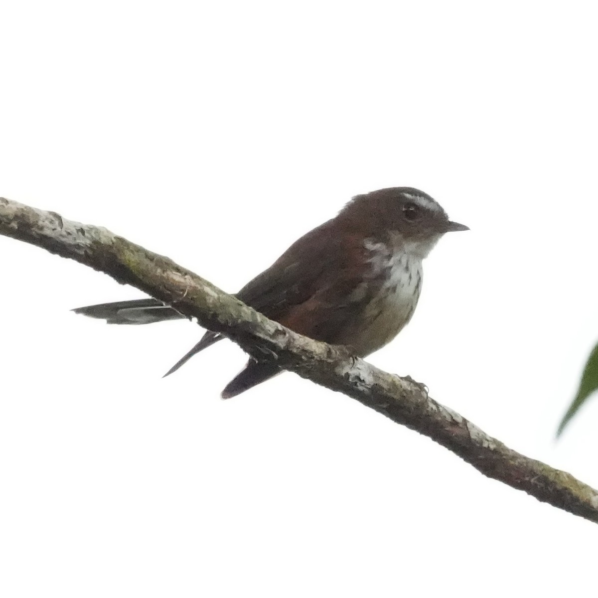 Fiji Streaked Fantail - ML641521576