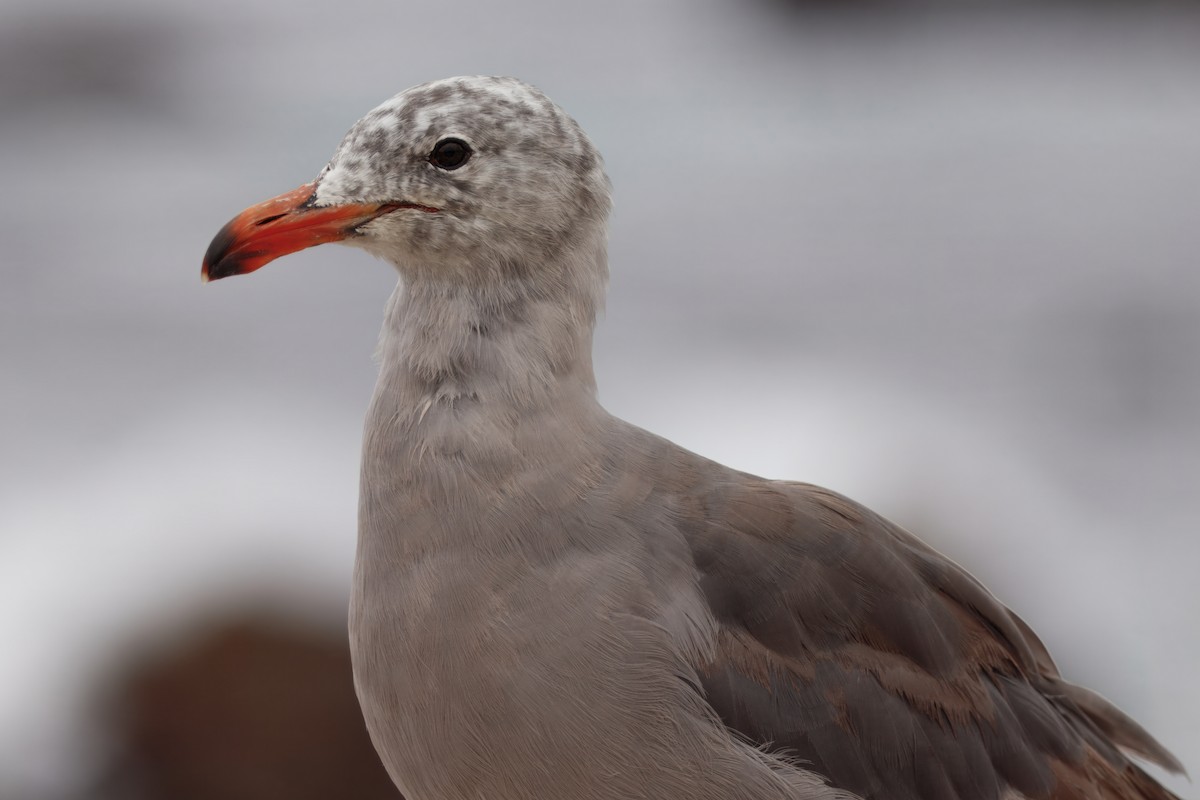 Heermann's Gull - ML641521579