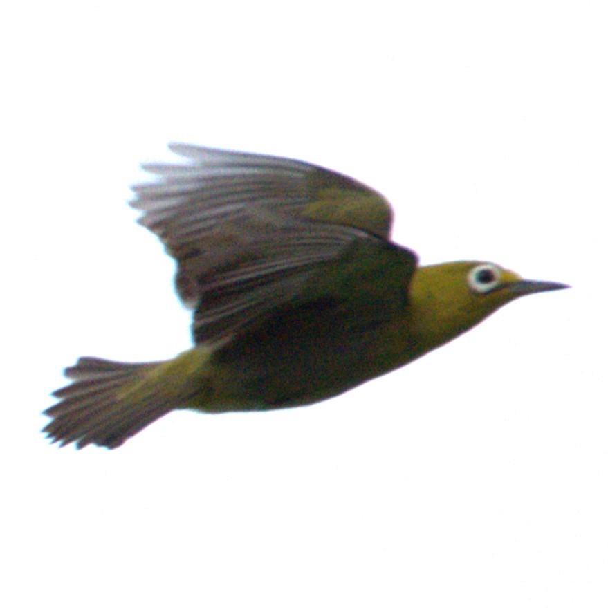 Fiji White-eye - ML641521626