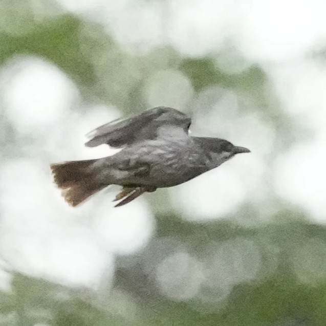 Polynesian Starling - ML641521642