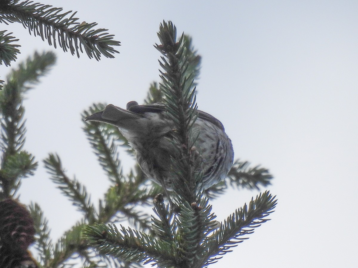 Purple Finch - ML641521644