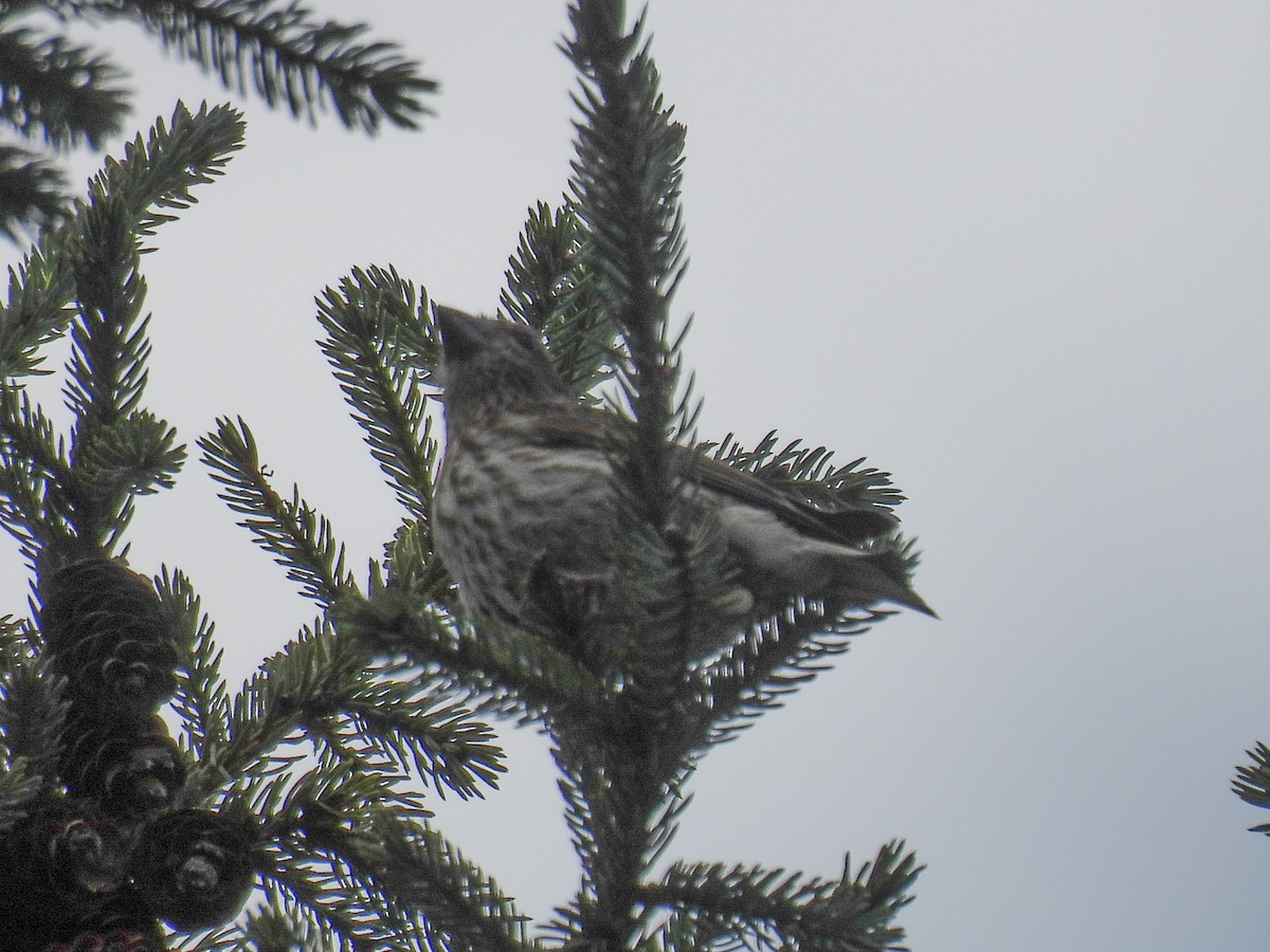Purple Finch - ML641521645