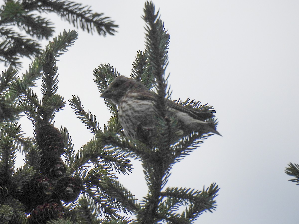 Purple Finch - ML641521646