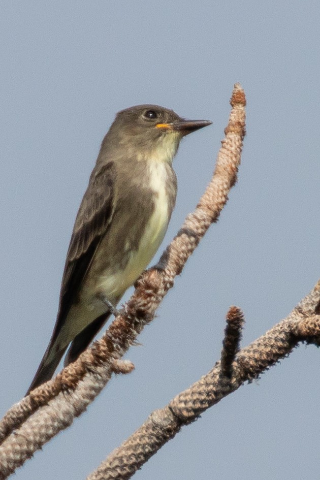 Olive-sided Flycatcher - ML641521717