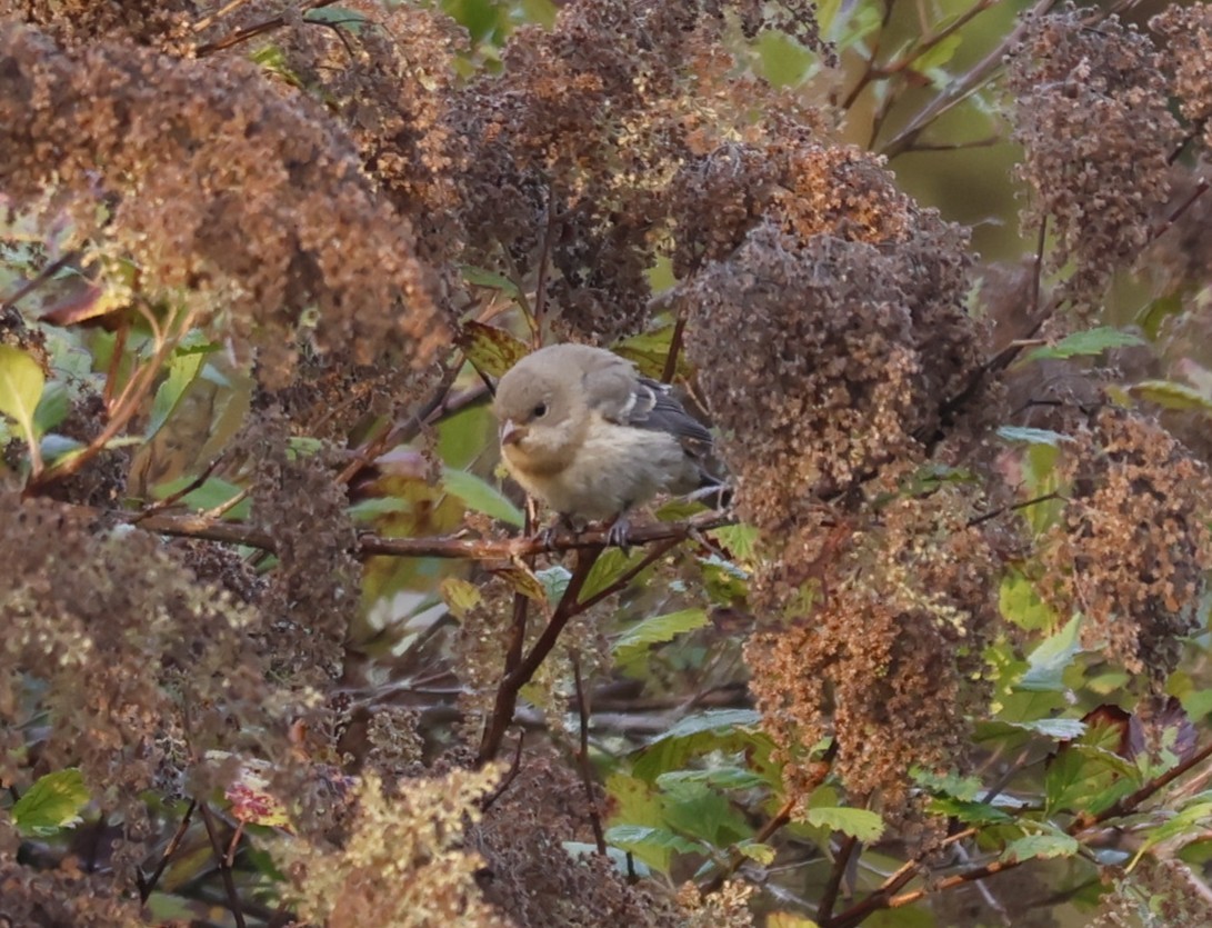 Passerin azuré - ML641521767