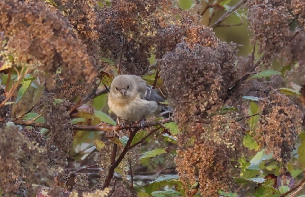 Passerin azuré - ML641521768