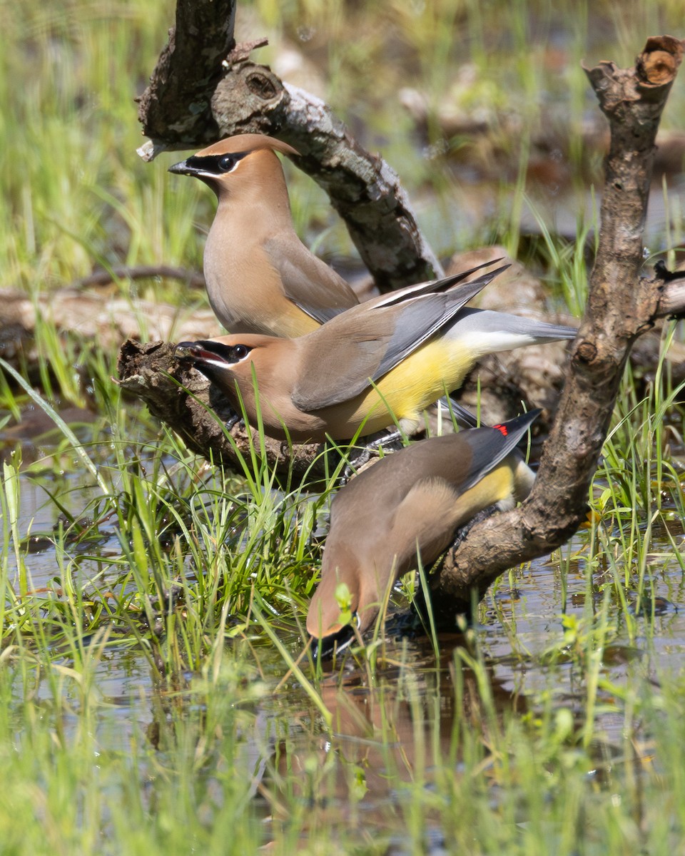 Cedar Waxwing - ML641521780