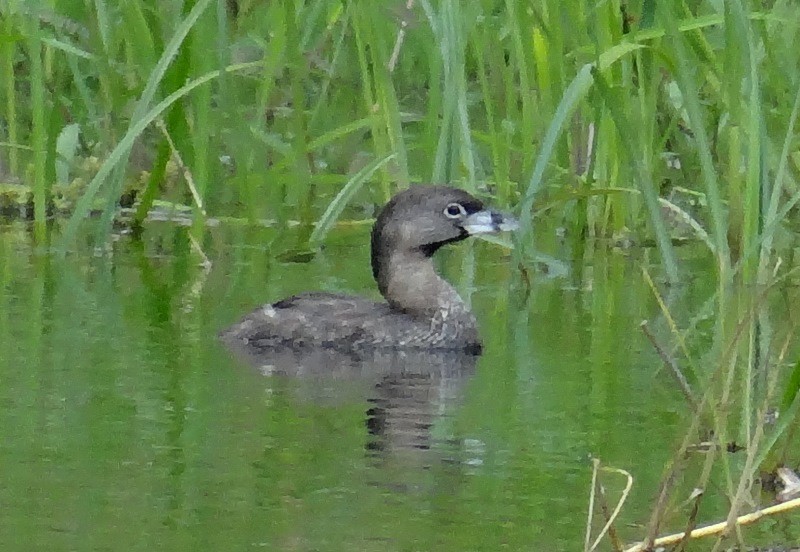 Pied-billed Grebe - ML64152181