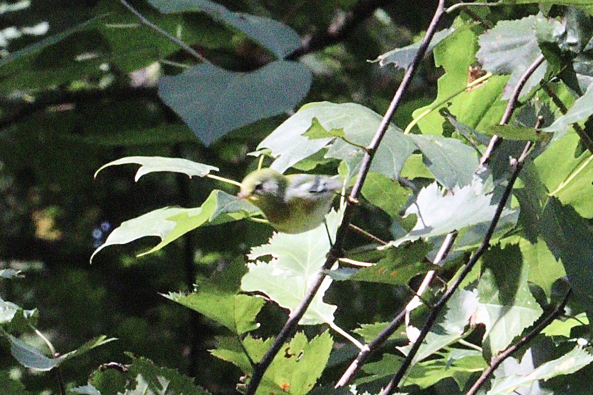 Northern Parula - ML641521817