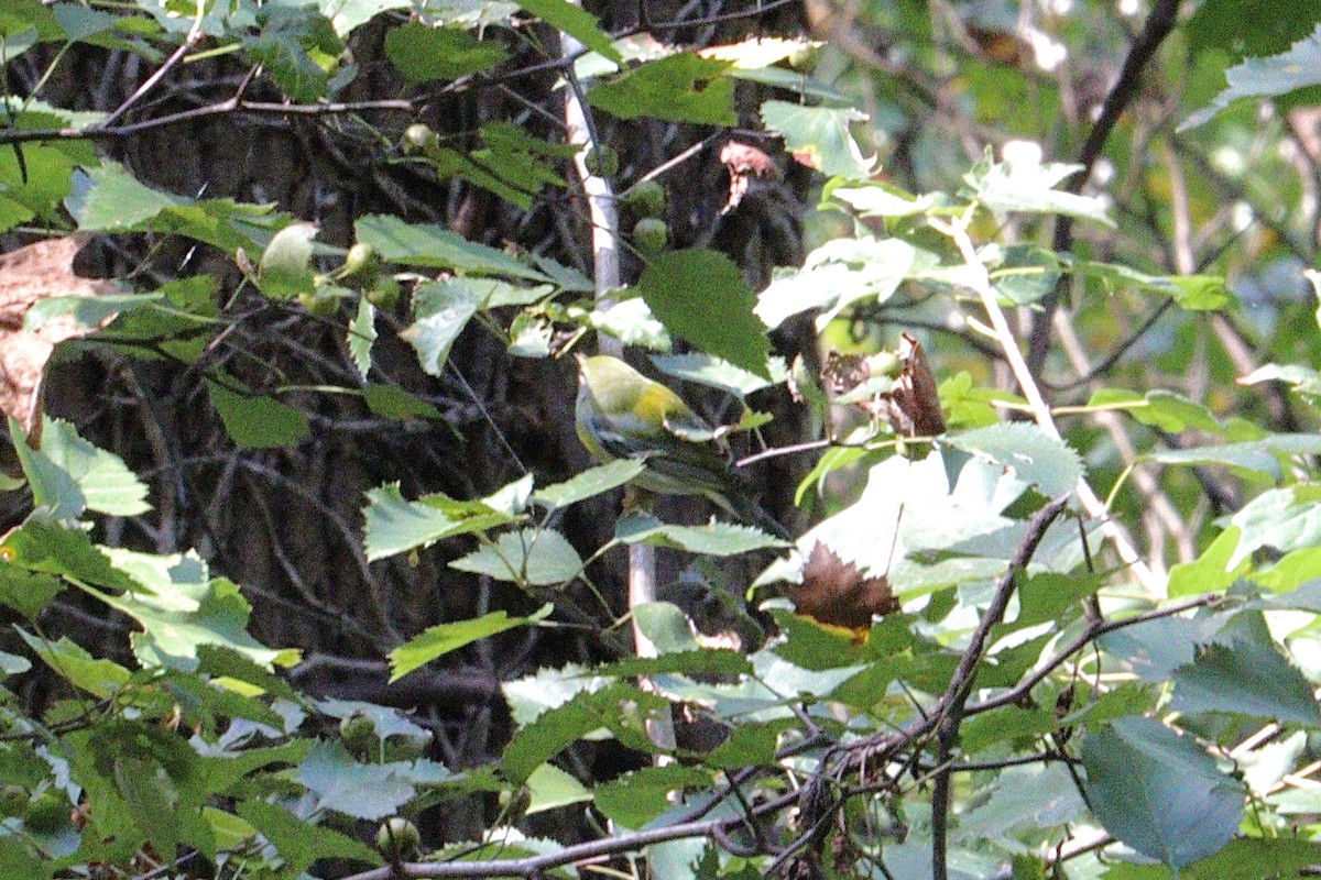Northern Parula - ML641521818
