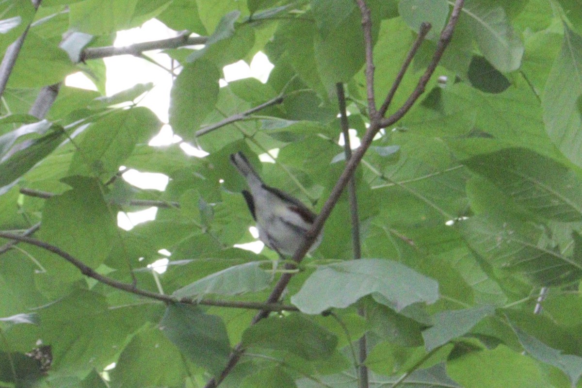 Chestnut-sided Warbler - ML641521828