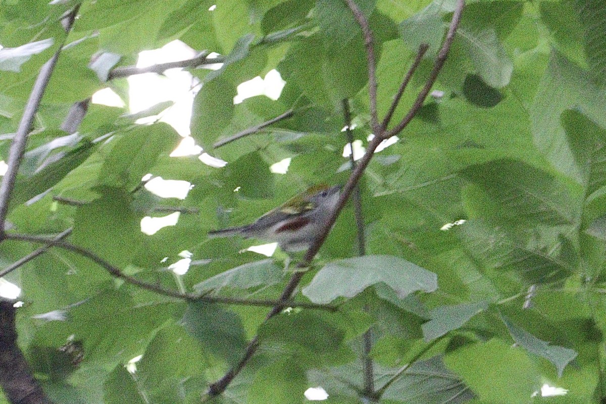 Chestnut-sided Warbler - ML641521829