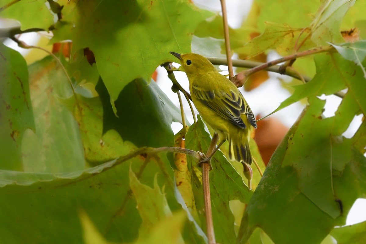 Northern Yellow Warbler - ML641521837