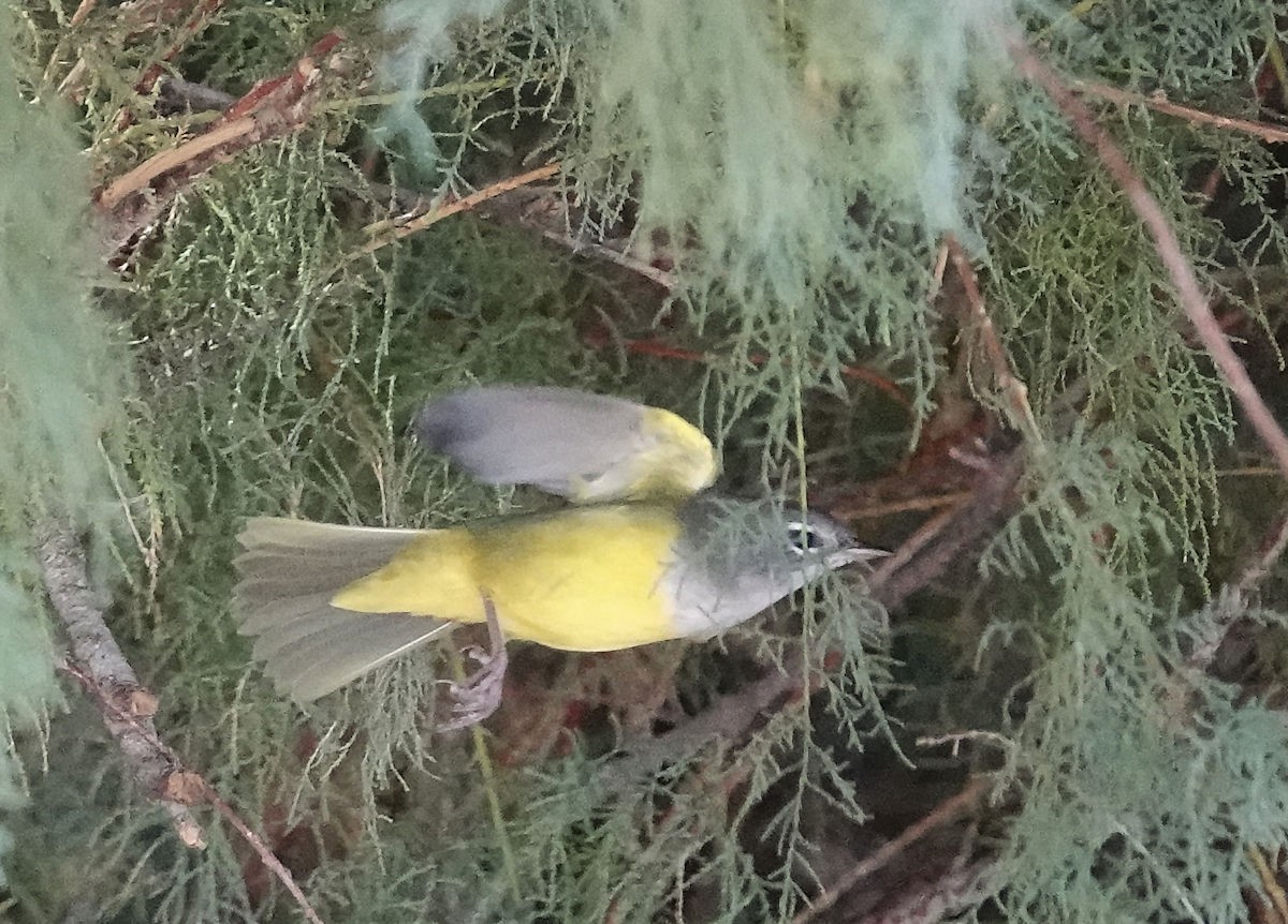 MacGillivray's Warbler - ML641521856
