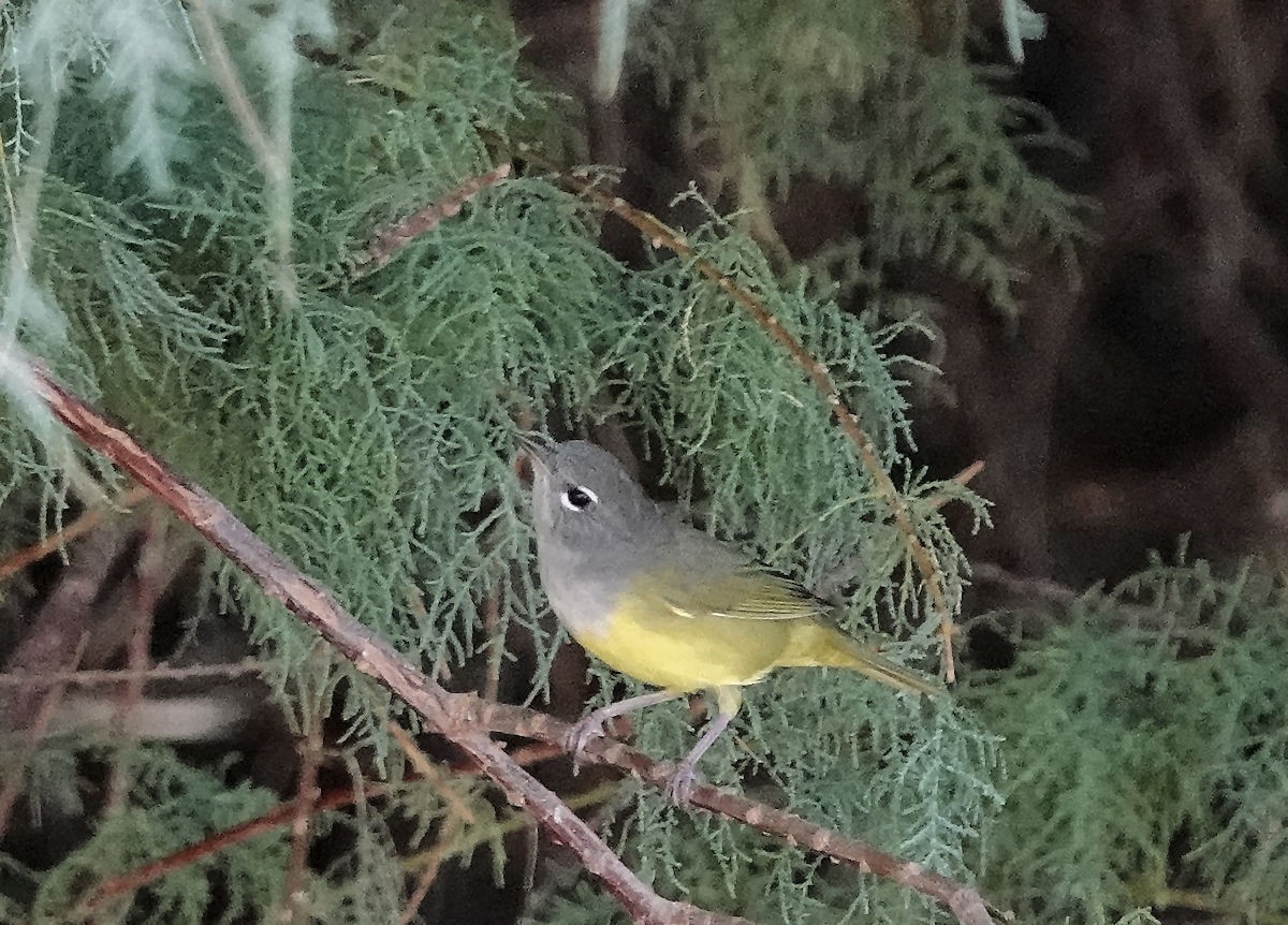 MacGillivray's Warbler - ML641521859