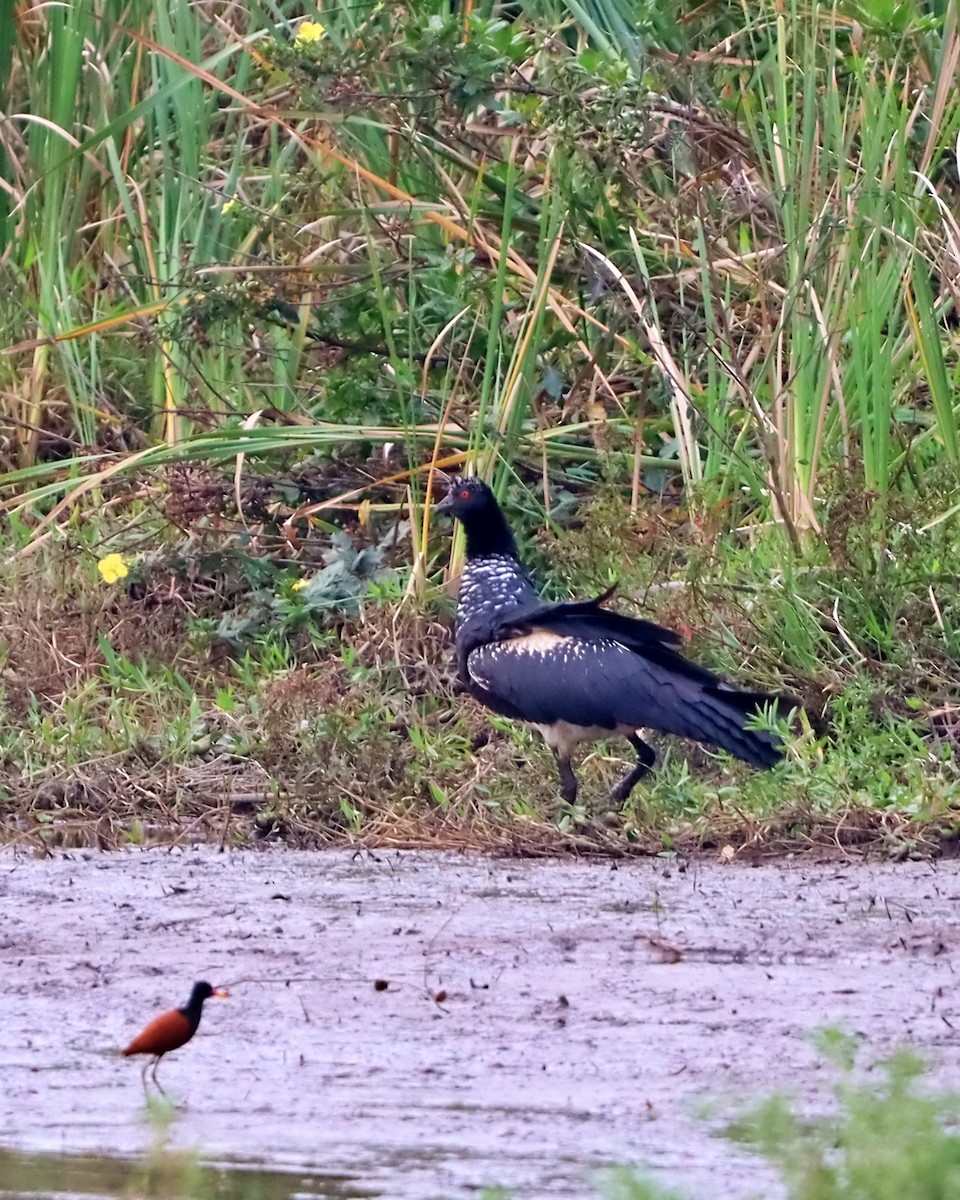 Horned Screamer - ML641521863