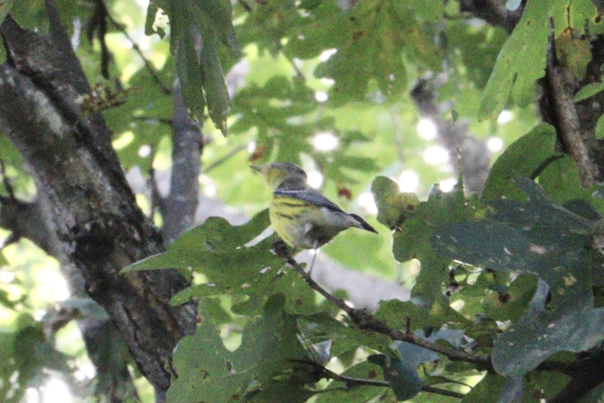 Magnolia Warbler - ML641521869