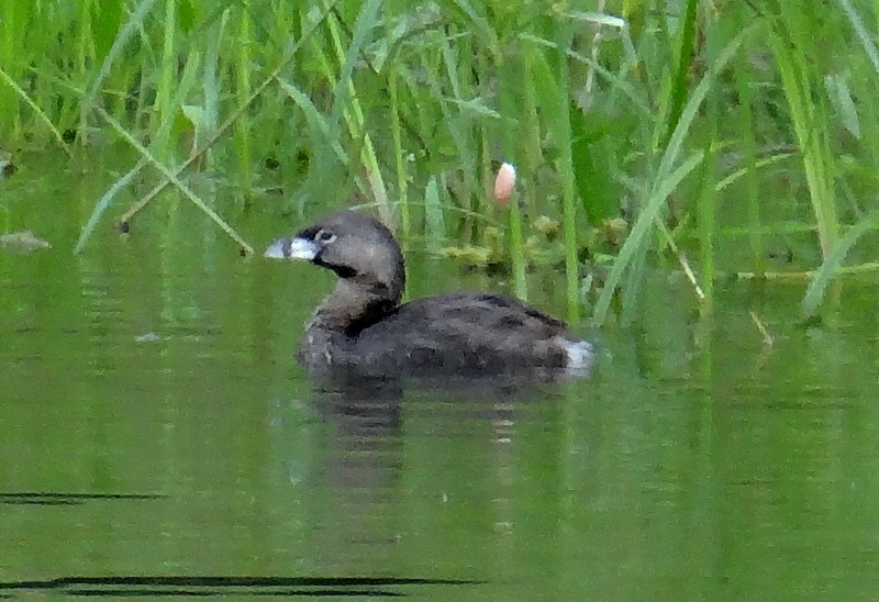 Pied-billed Grebe - ML64152191