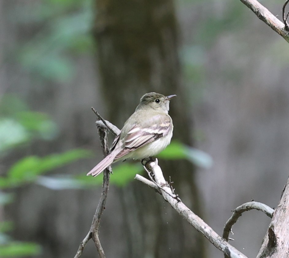 Acadian Flycatcher - ML641521916
